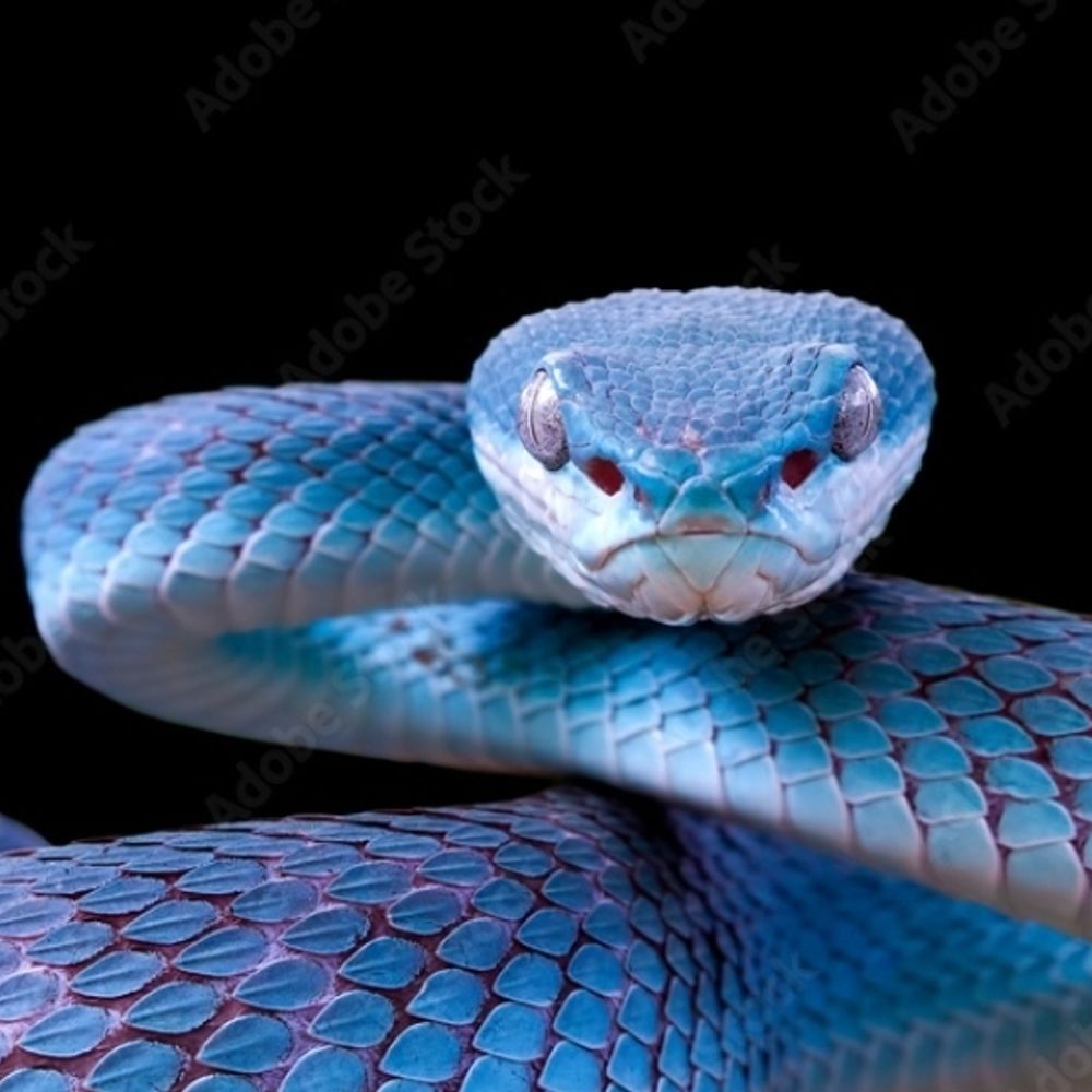 The Liberal Viper 