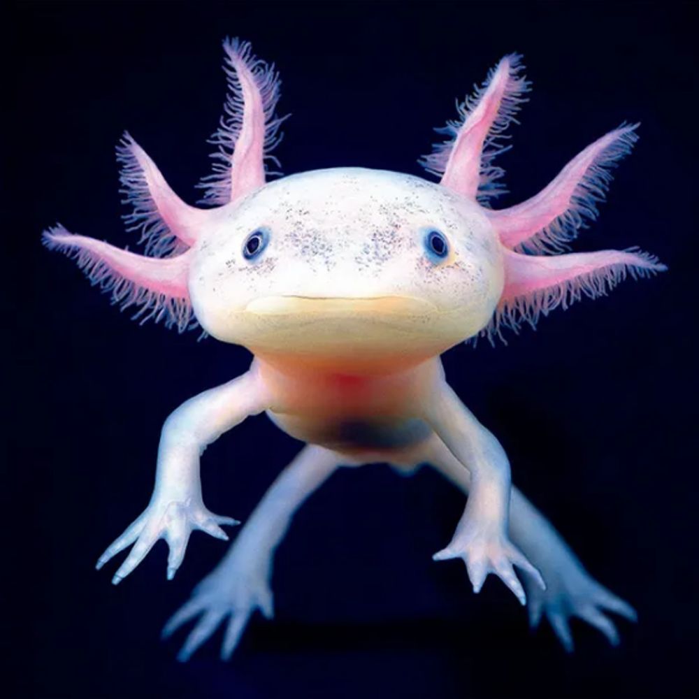 CordialAxolotl