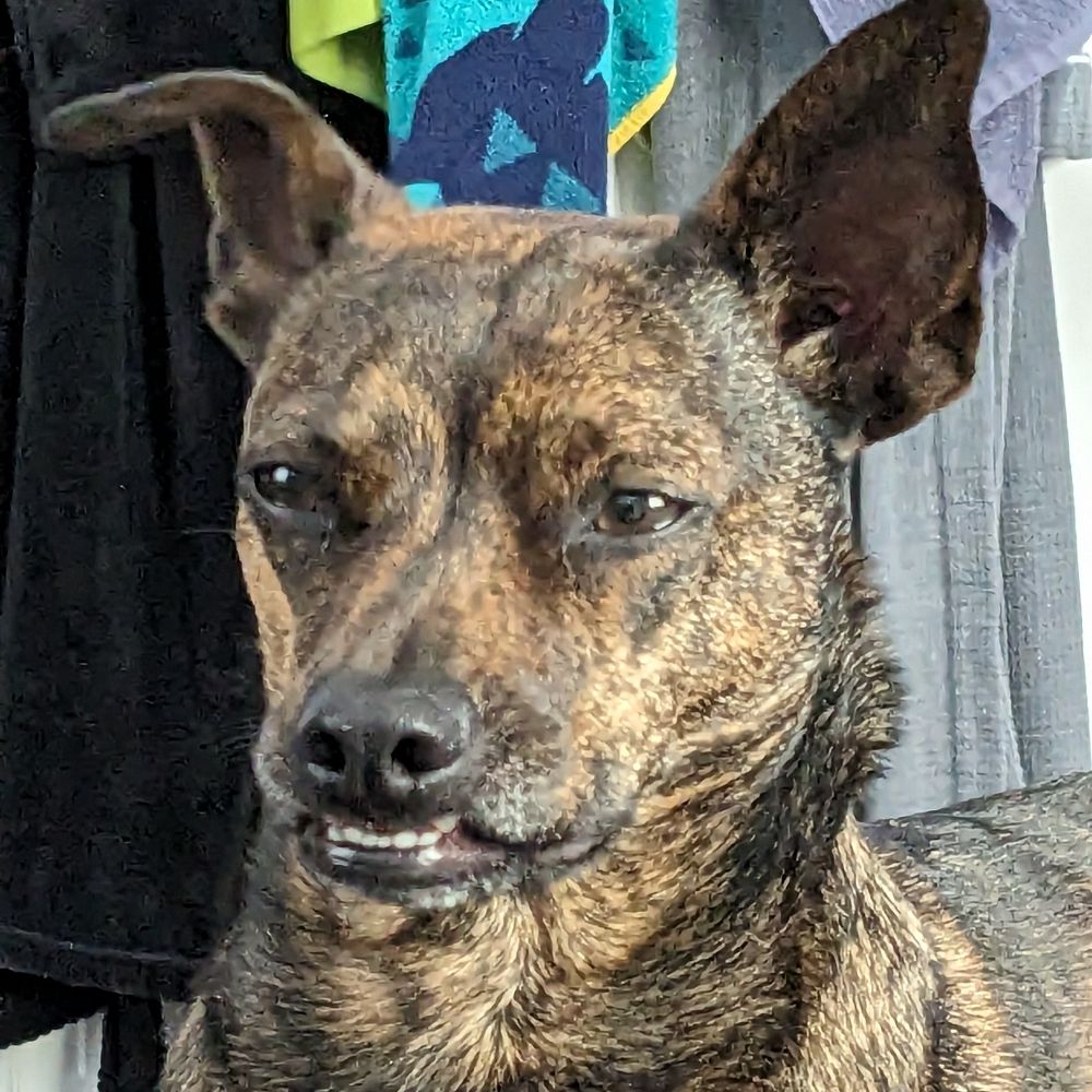 LeTwig