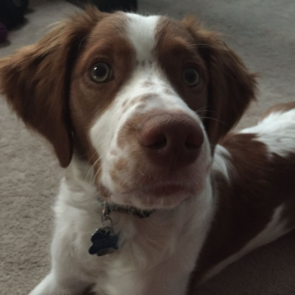 Abstract Puppy