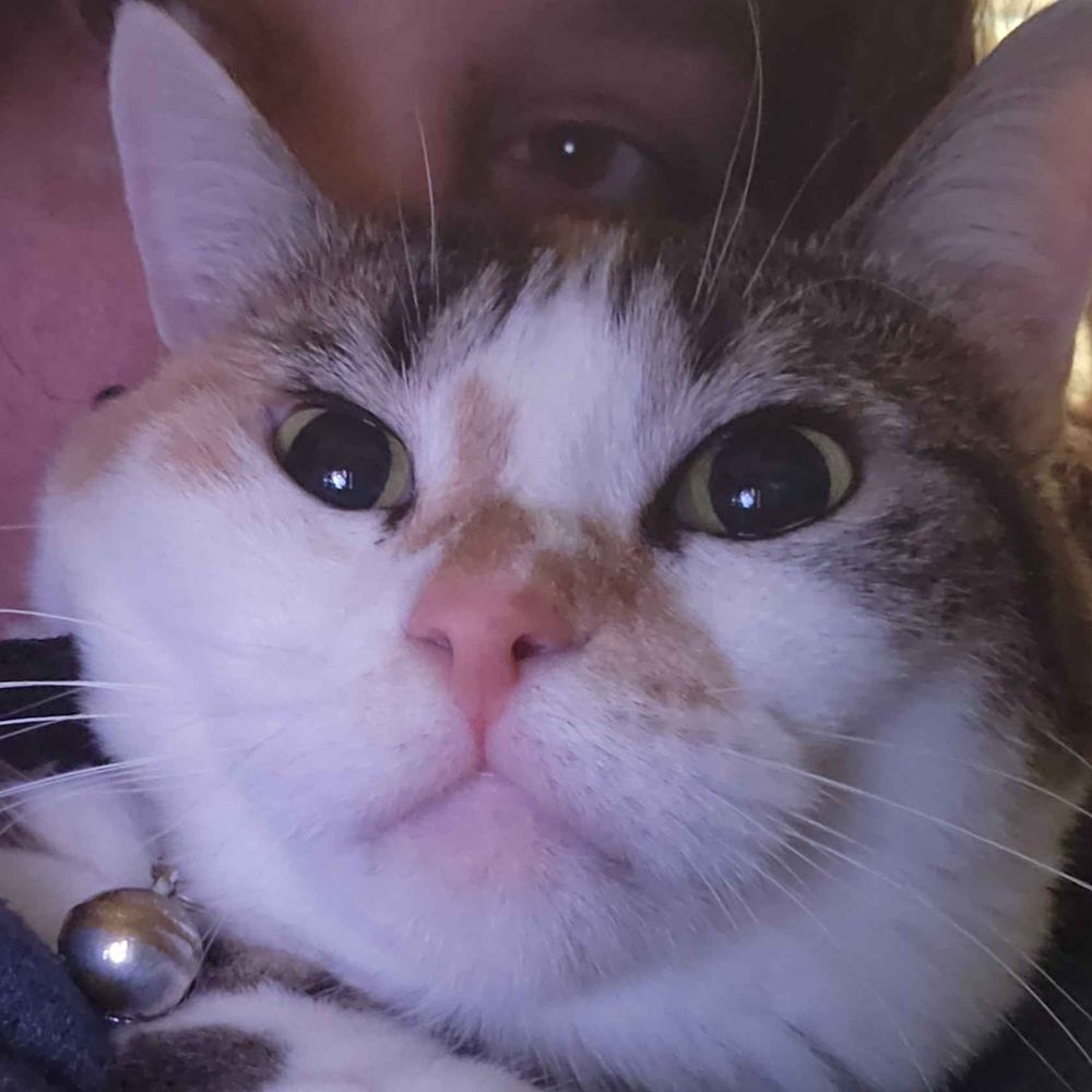 Beewitch