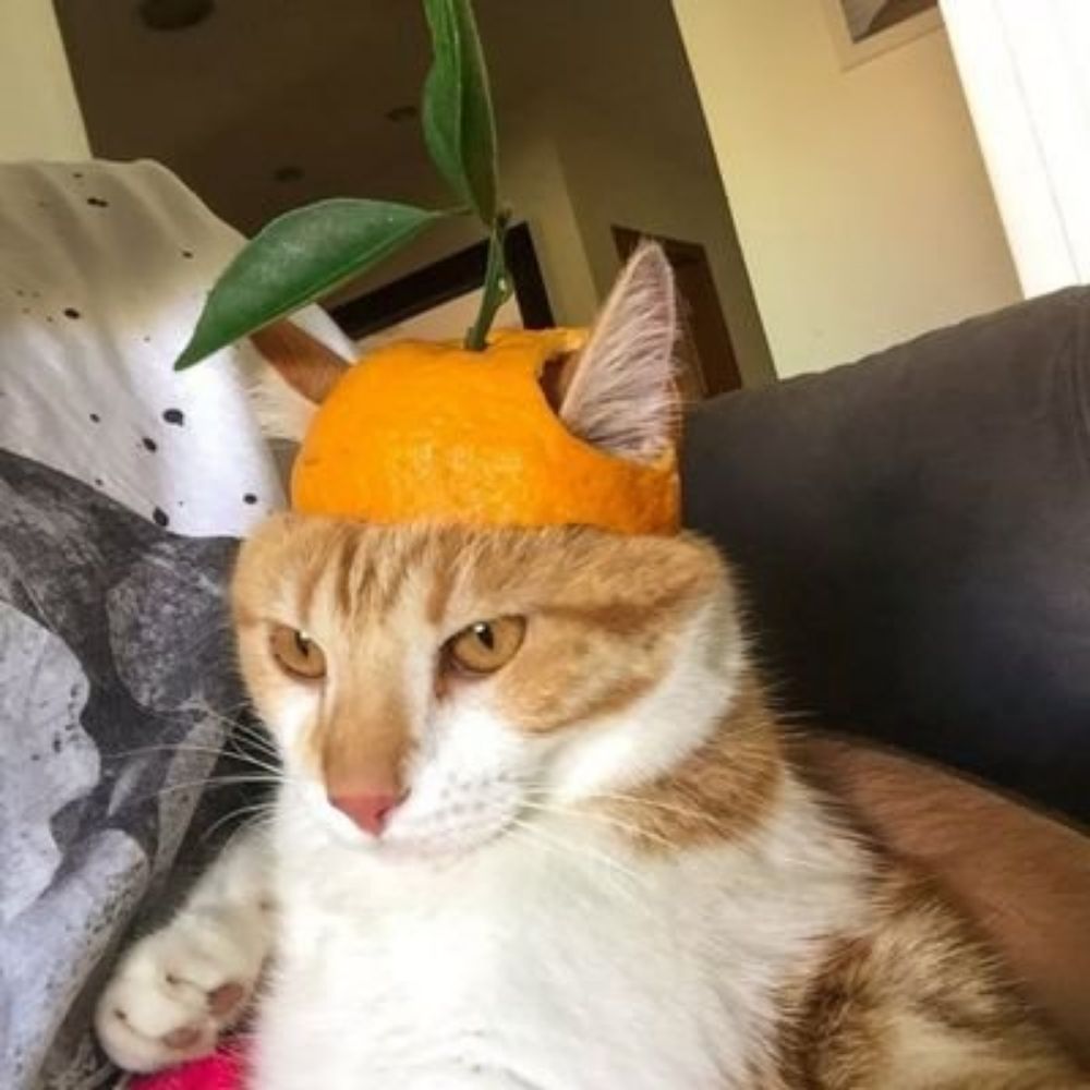 Maria, a gatinha laranja 
