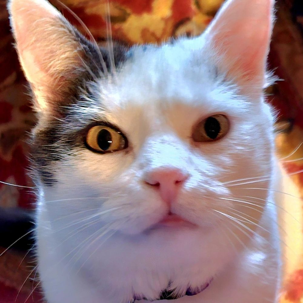 Conway Kitty