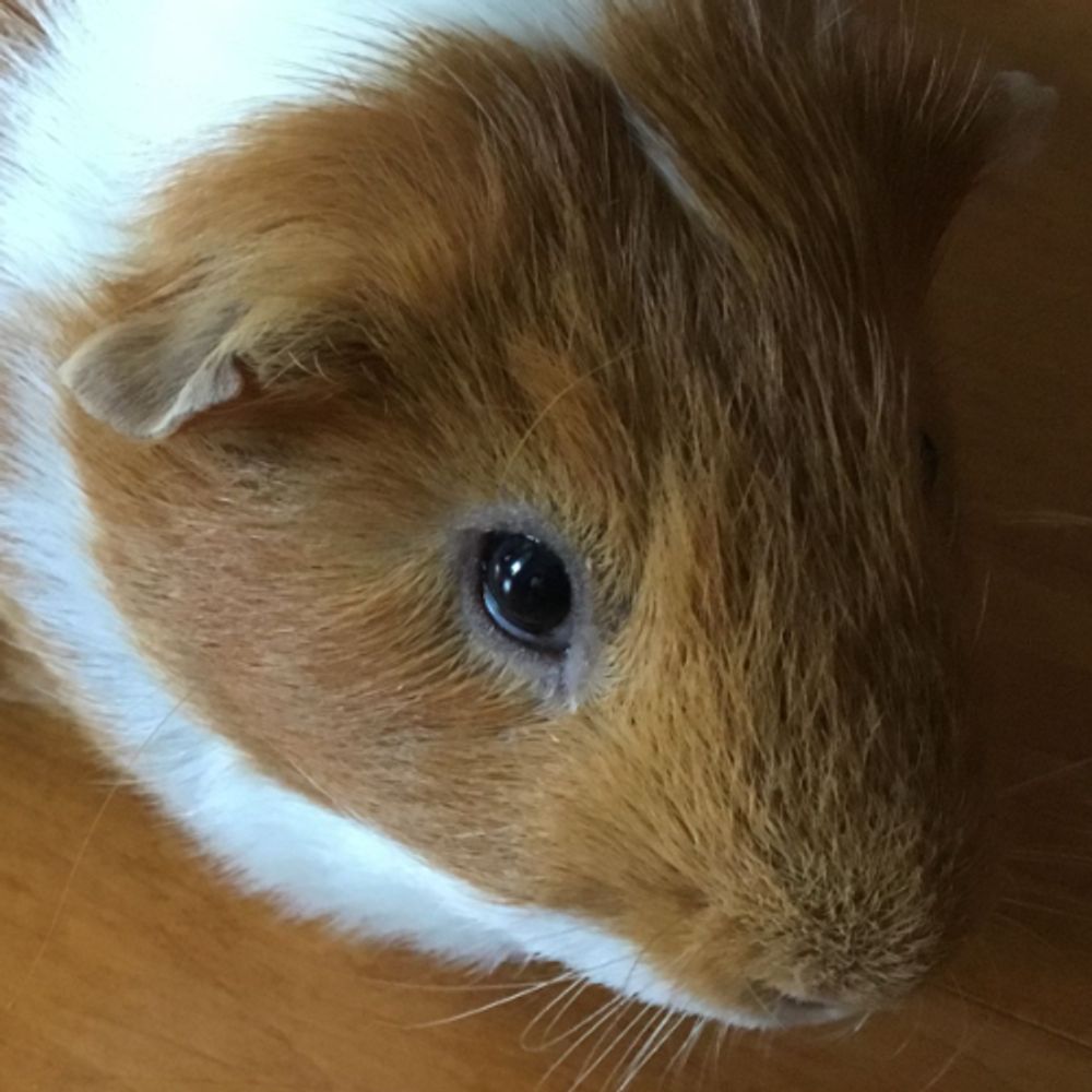 rapidash77.bsky.social