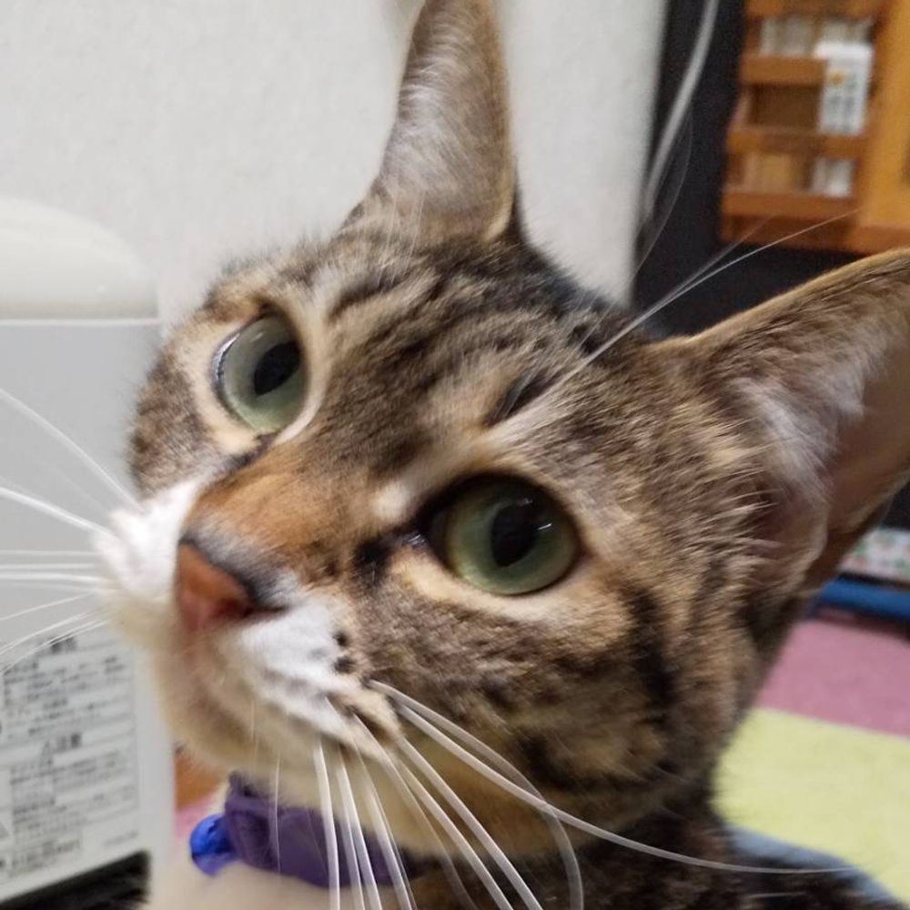 がるぼ。