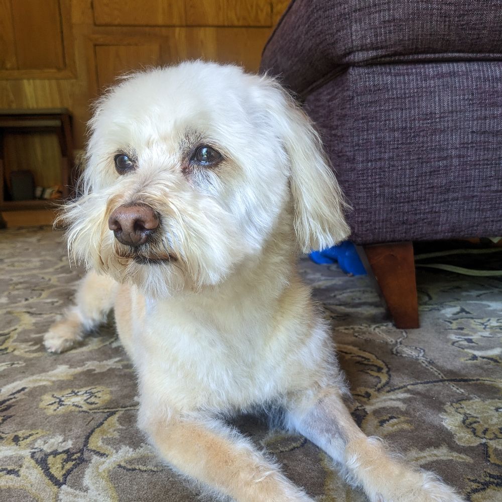 Tobi