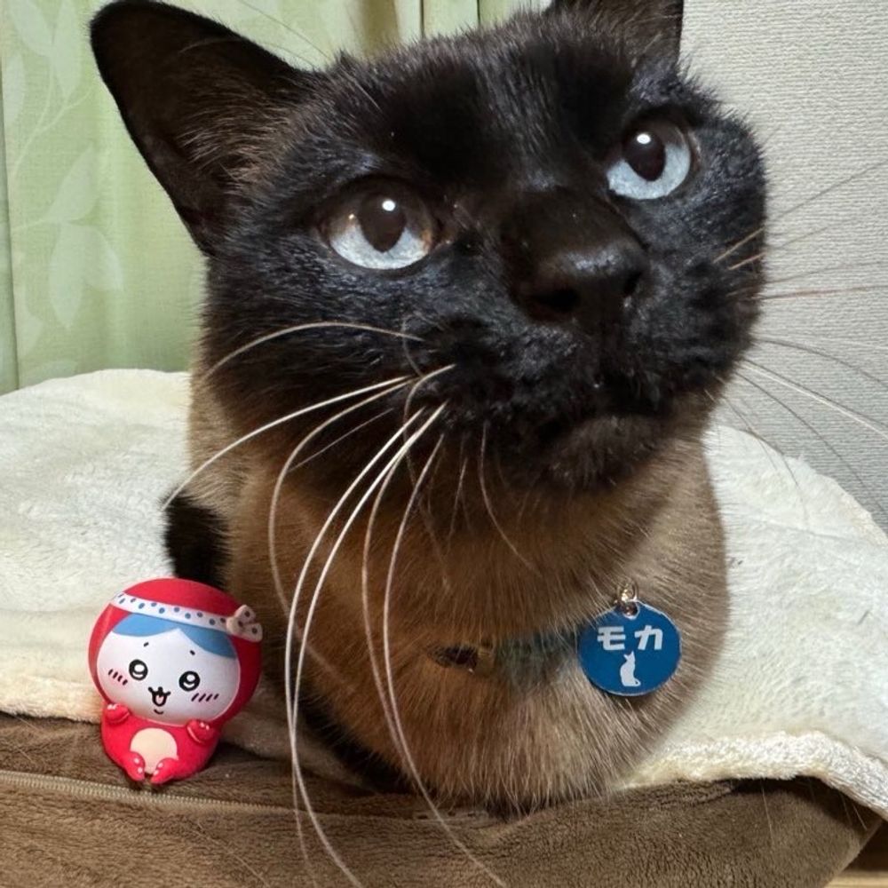 トシ🐾🐱
