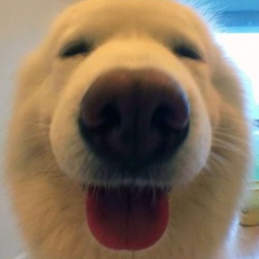 HappyDawg