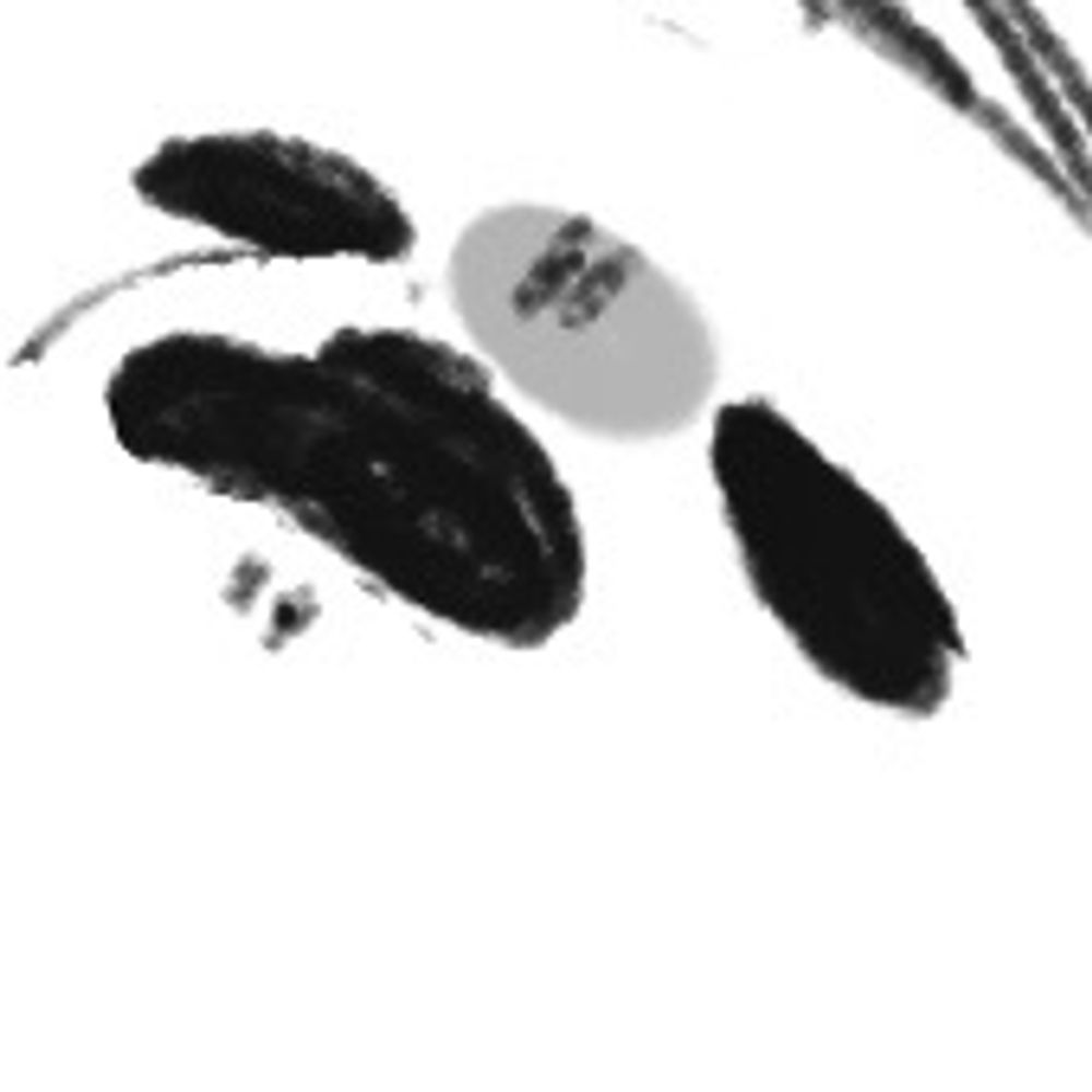 稚児