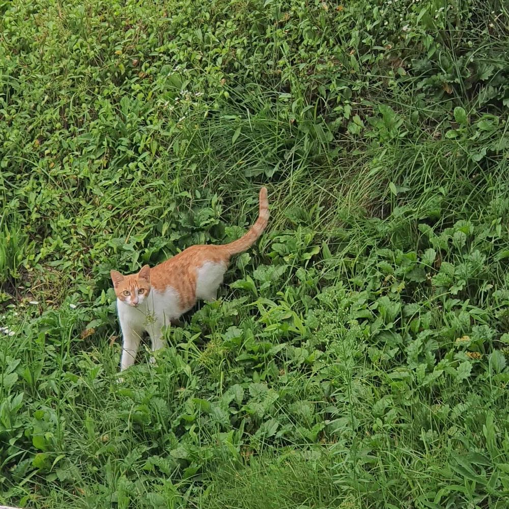 네에로