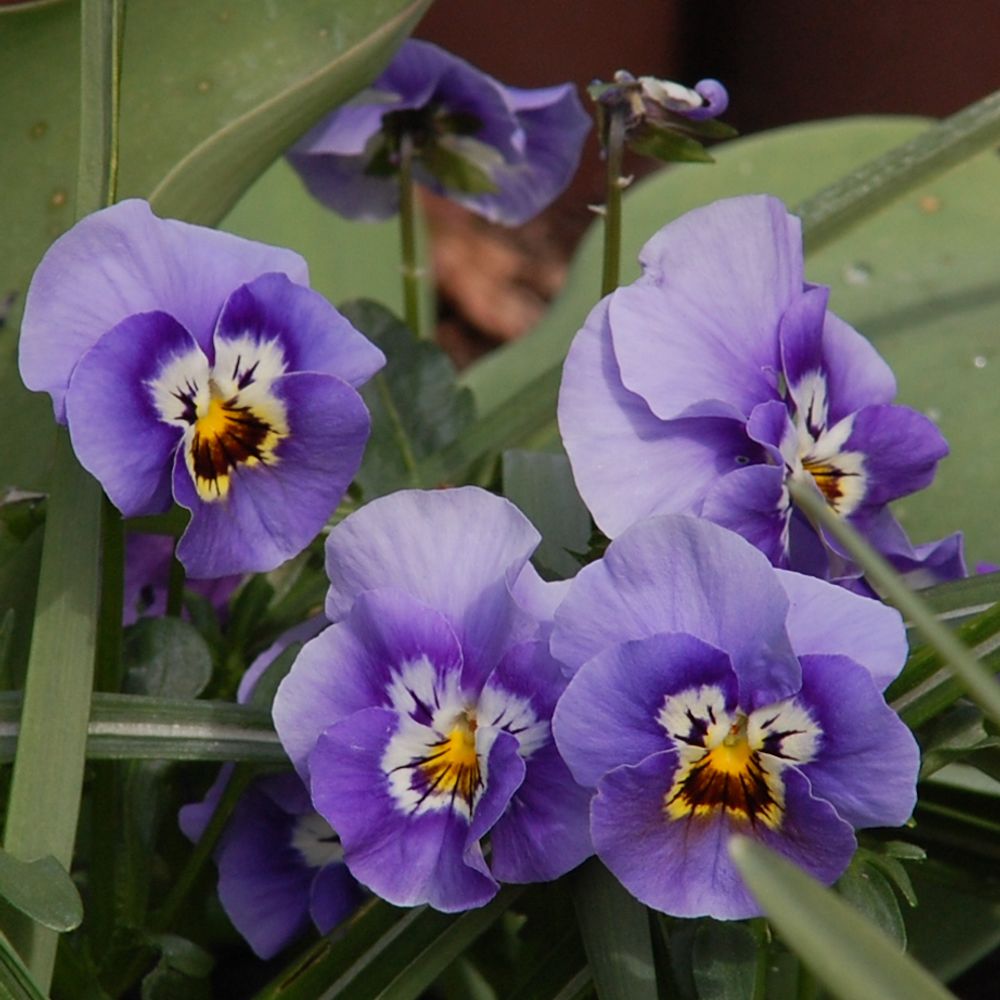 Garden Seasons