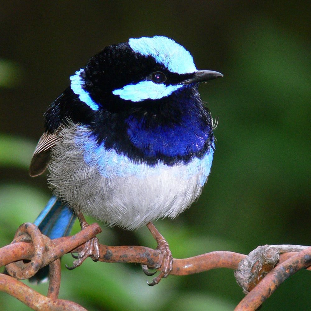 Wren