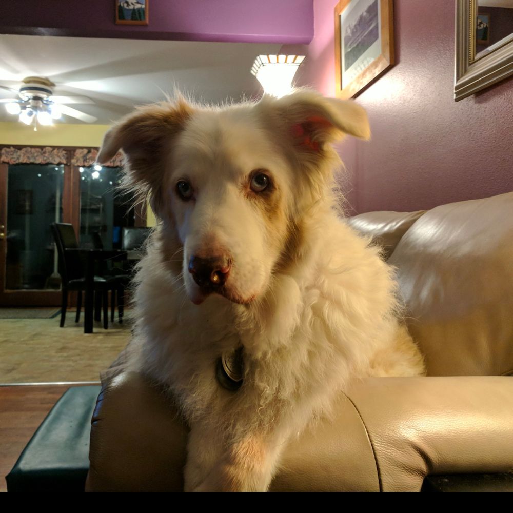 Wooftopher