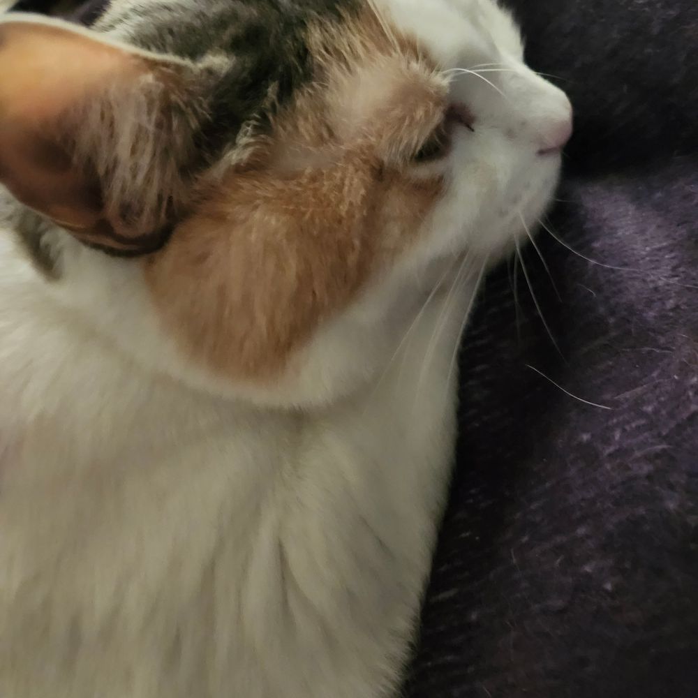 Catt