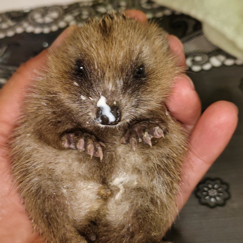 Igel Oberösterreich 