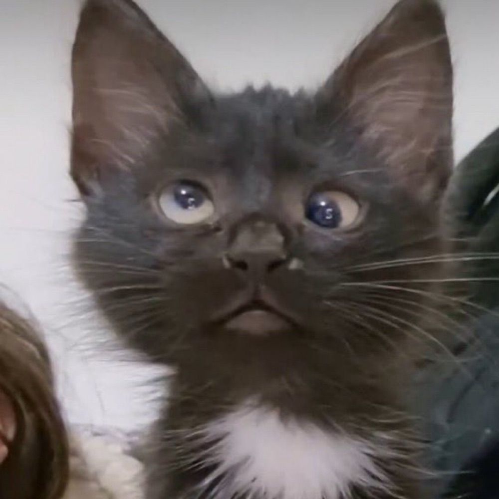 gatito00000