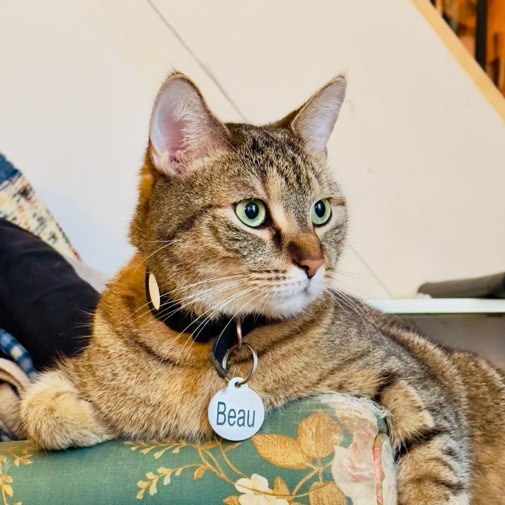 Acoustic Kitty Labs