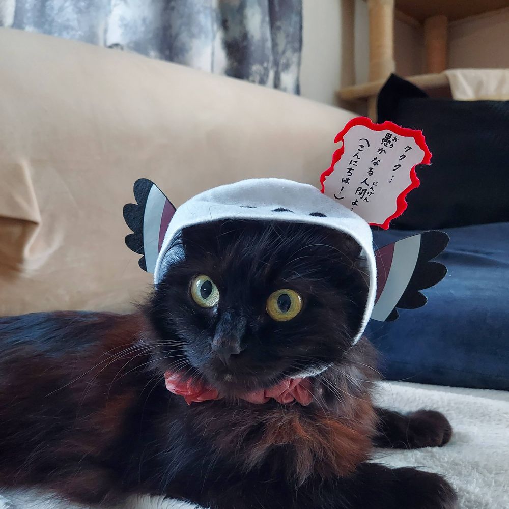 黒猫