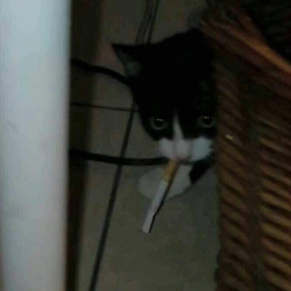 Fofinho, Bon Vivant