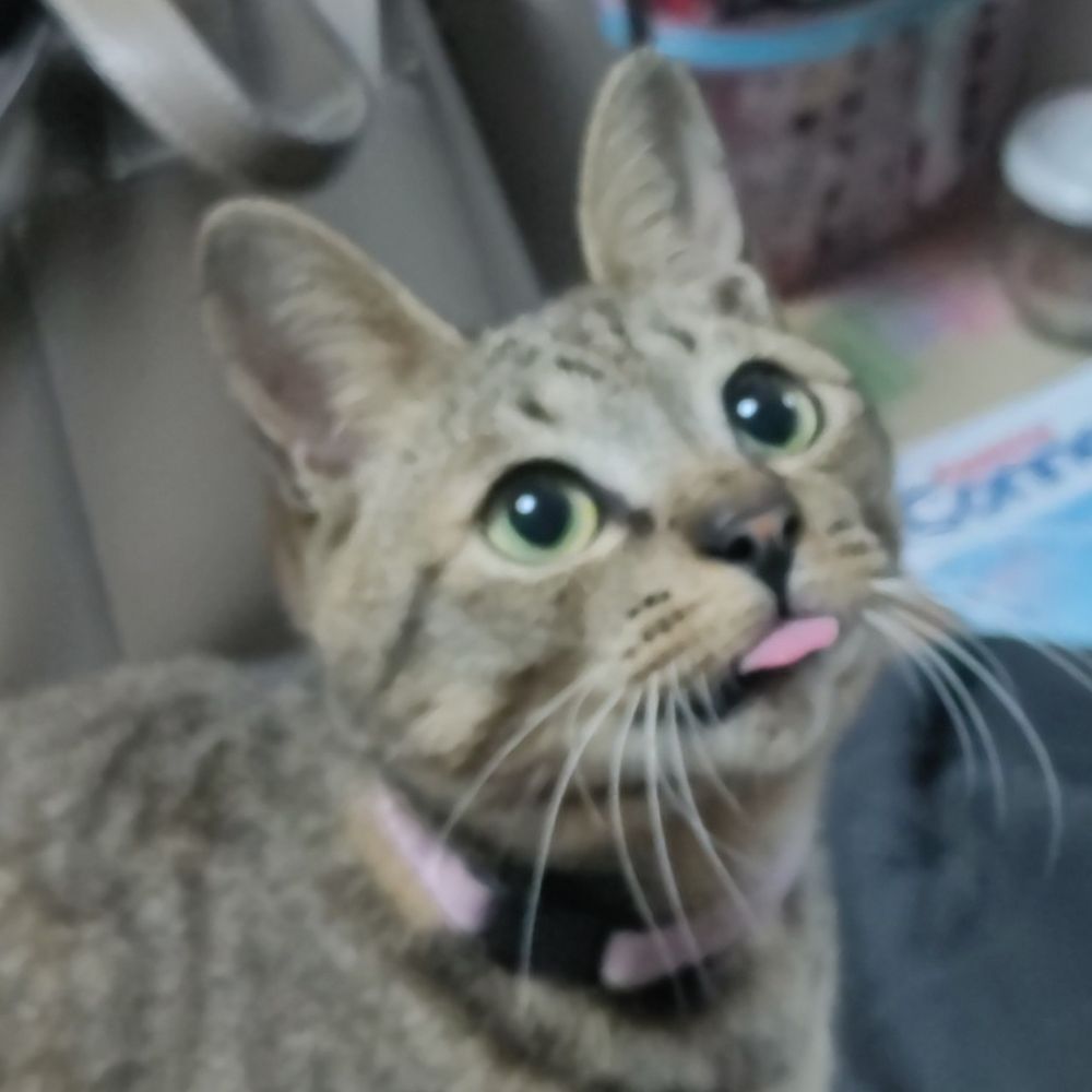 カケル