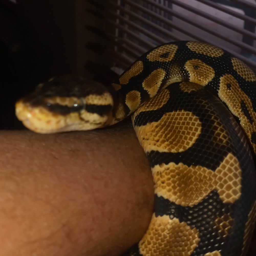 Ball Python guy