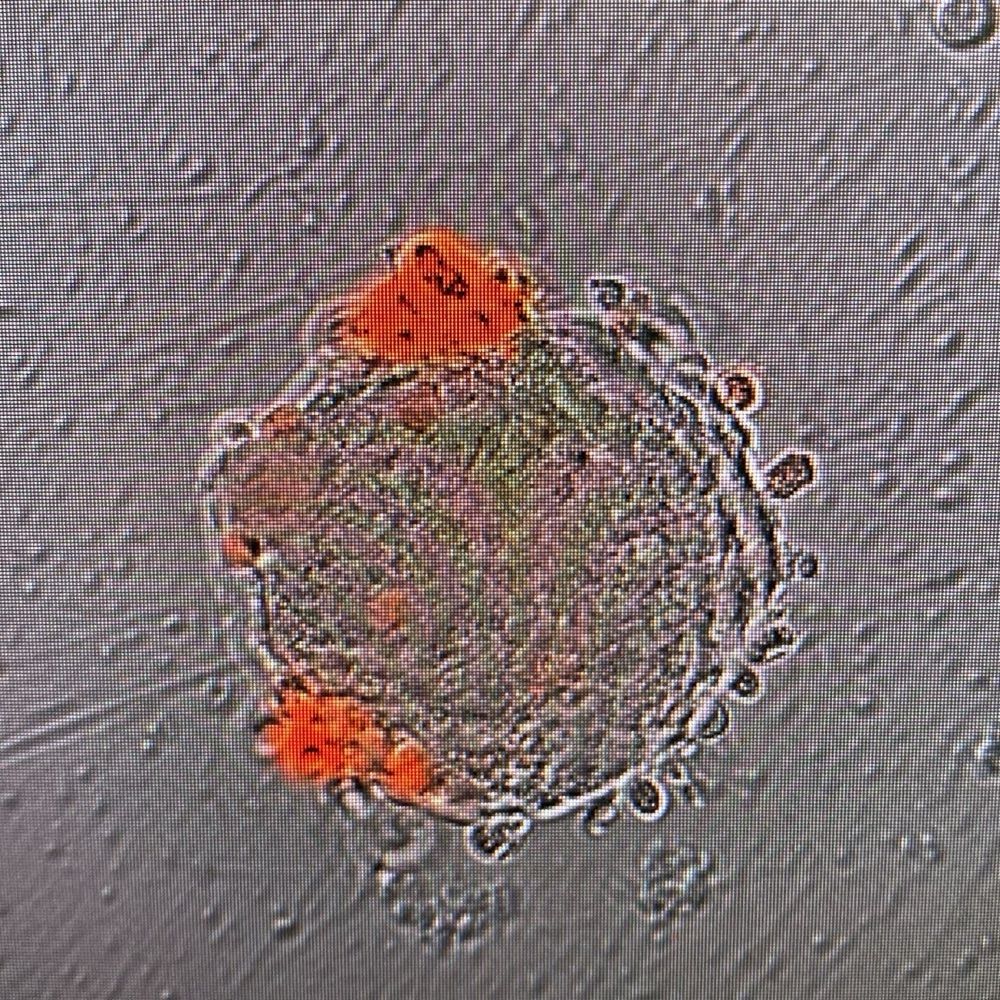 OlagnierLab