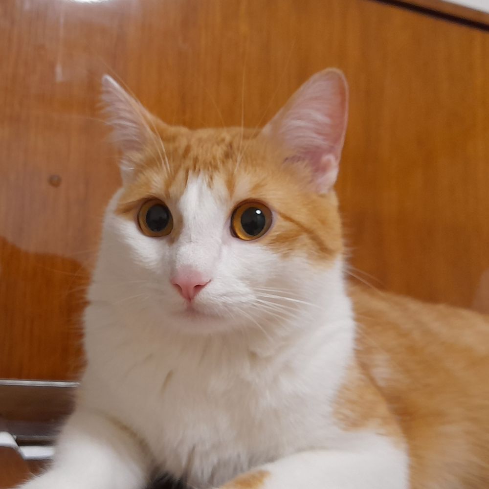 テタ（Teta）