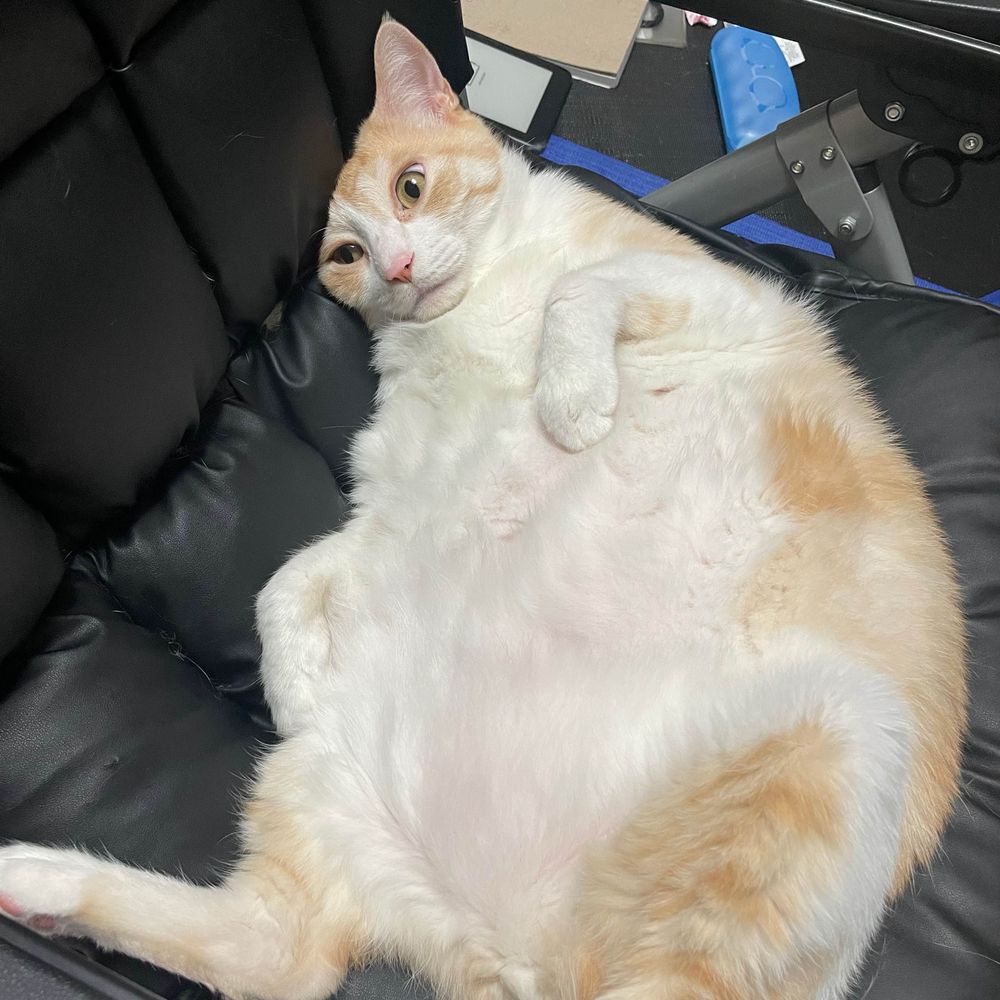 쩨