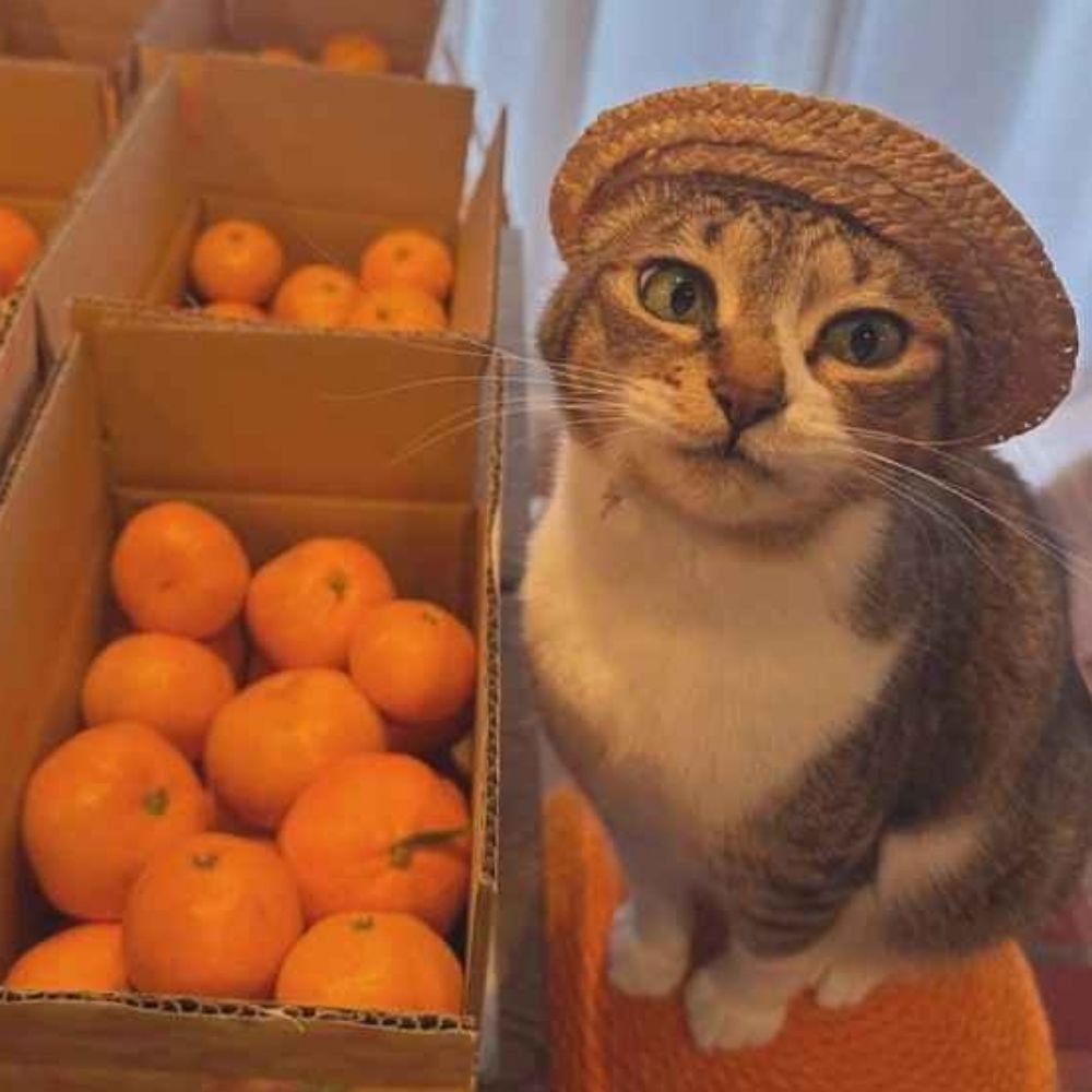 💕💖Cat✨️🌖