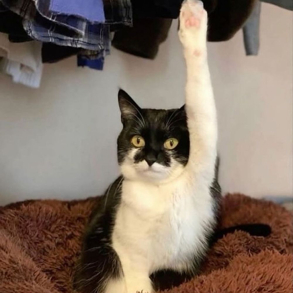 yaya!