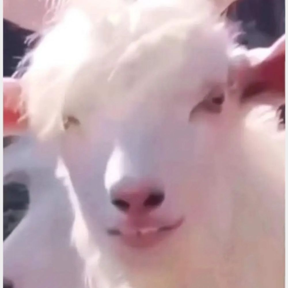 Little Goat Elena