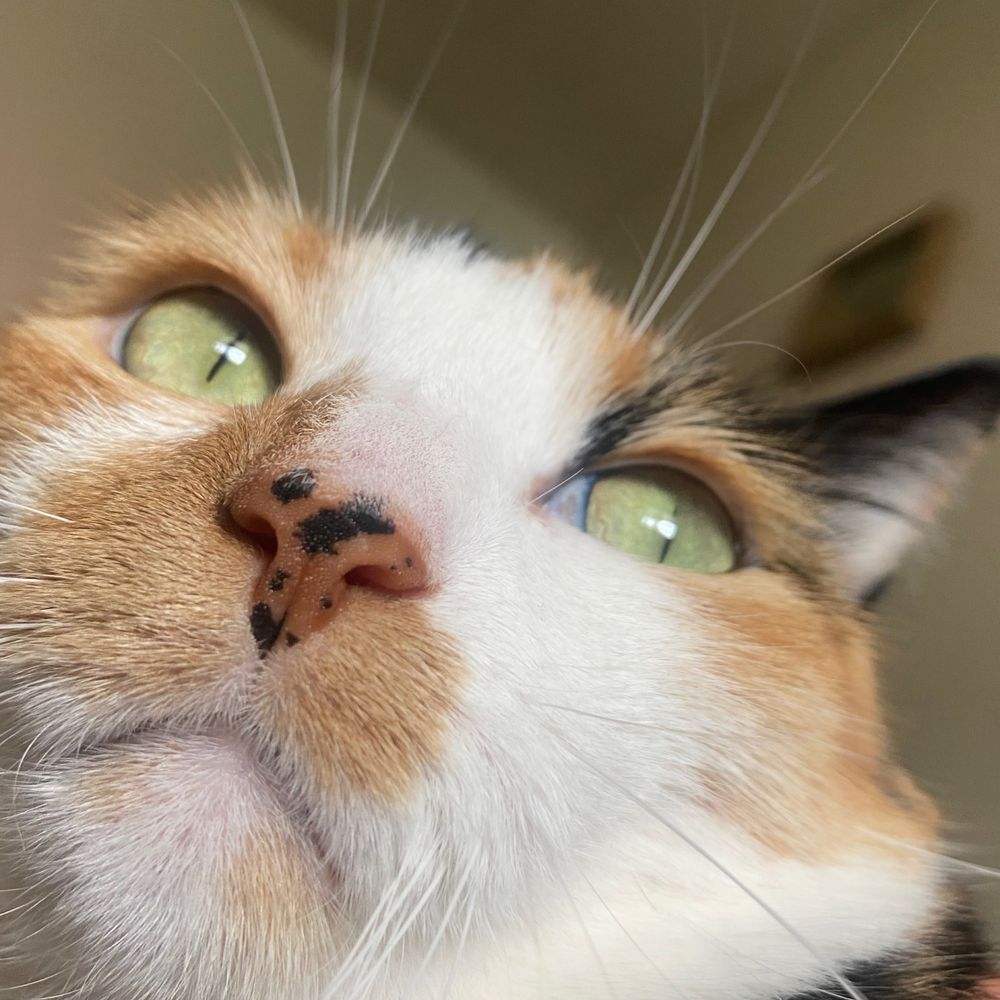 Ernie