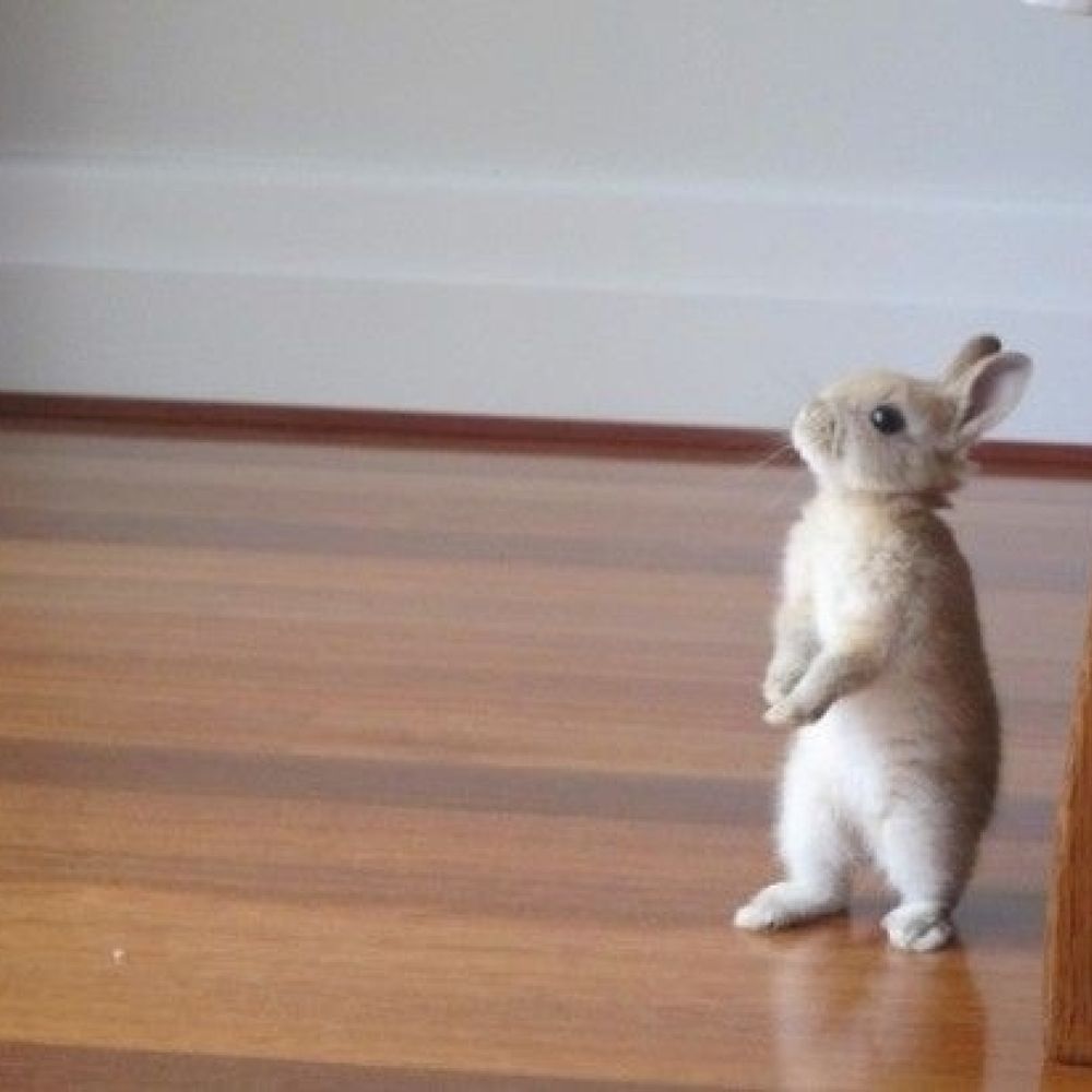 오징깡