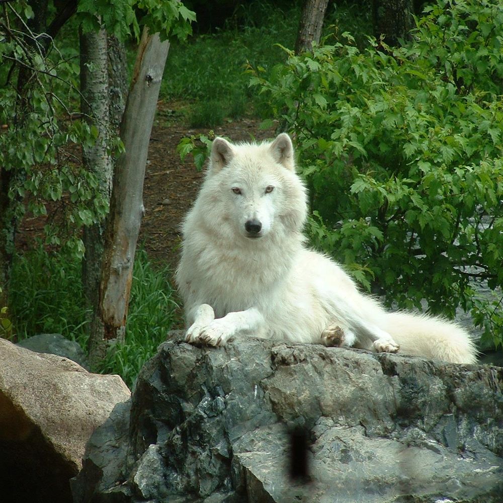 Mark van der Wolf