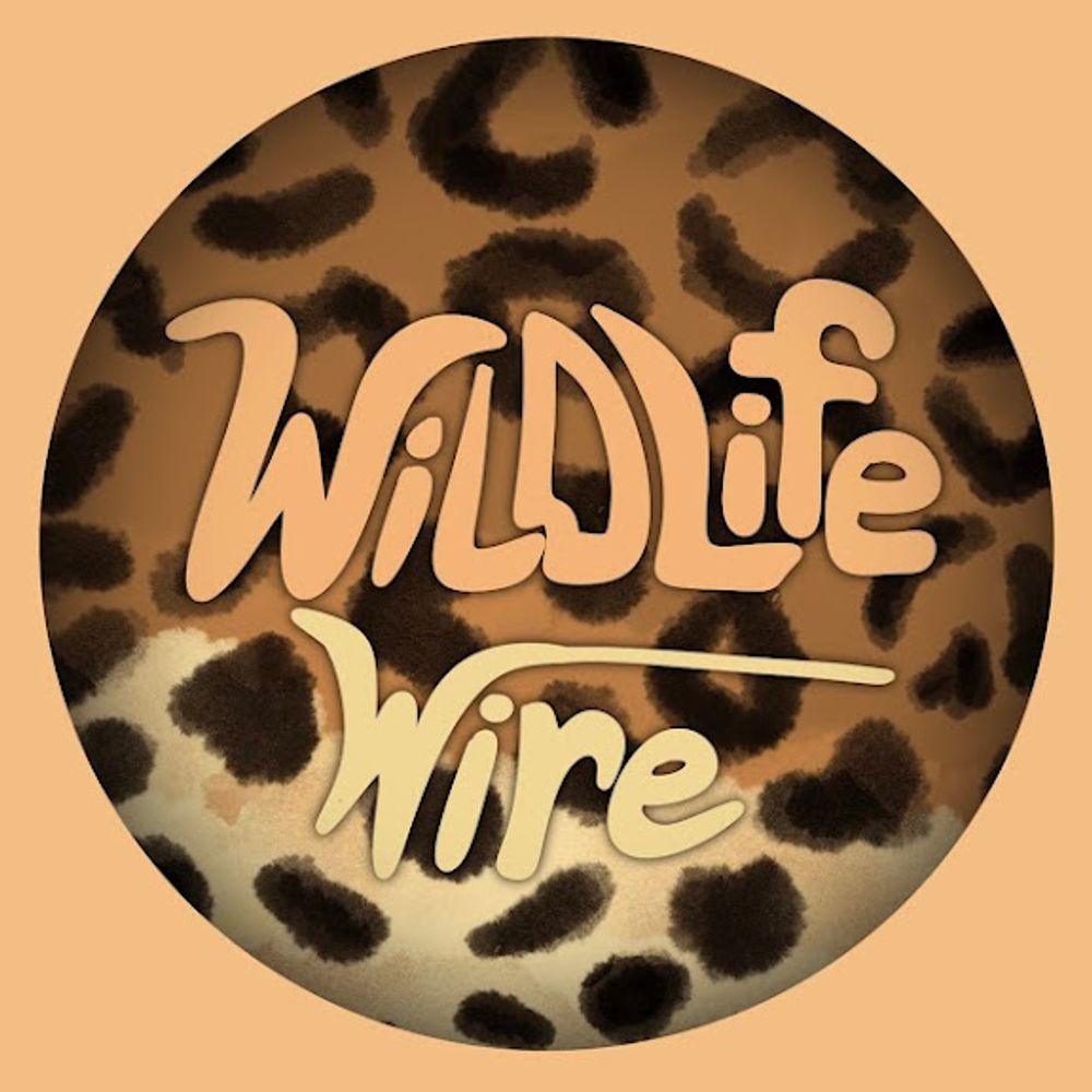 Wildlife Wire
