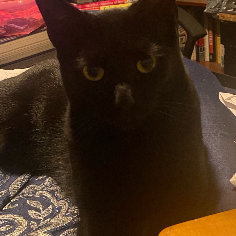 Tinkerbelladonna