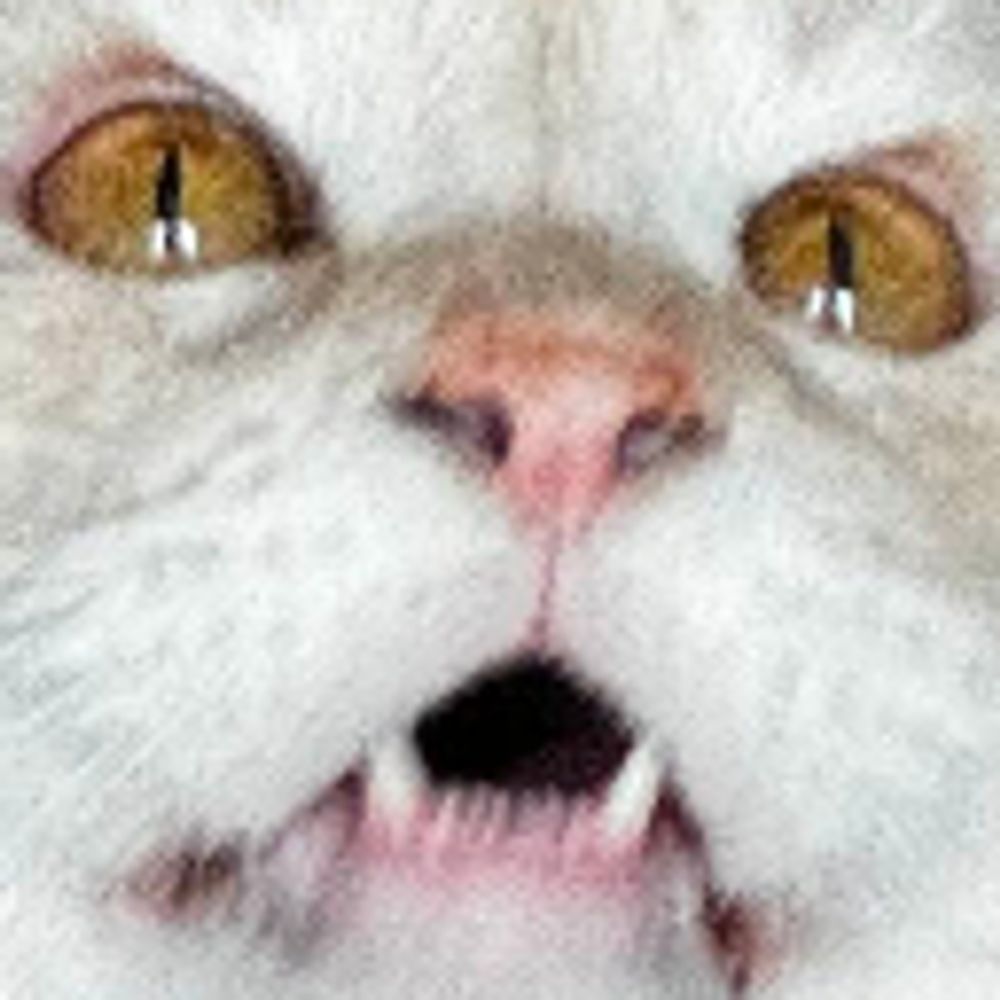 Anne Chonk