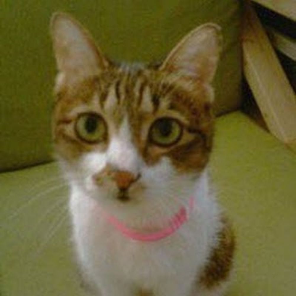 makencat