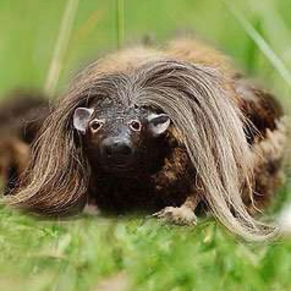 Haggis