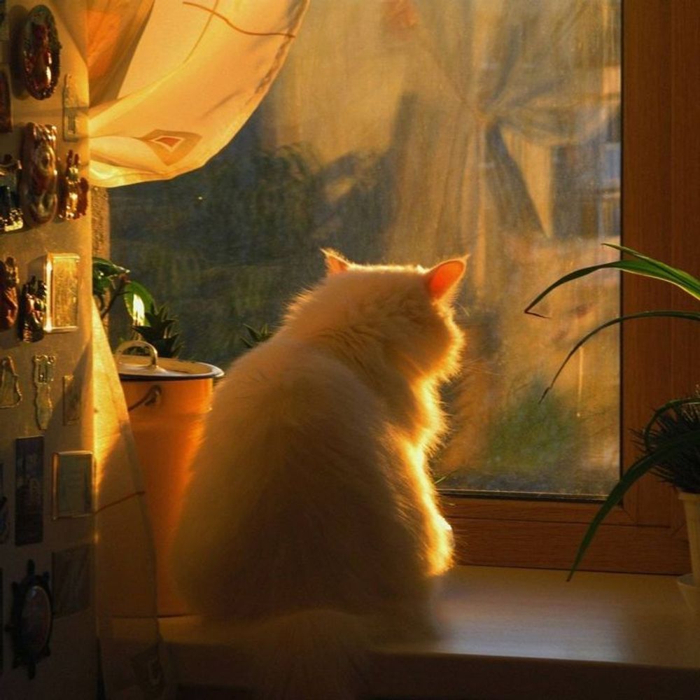 AmberSpirit 🌙🍂