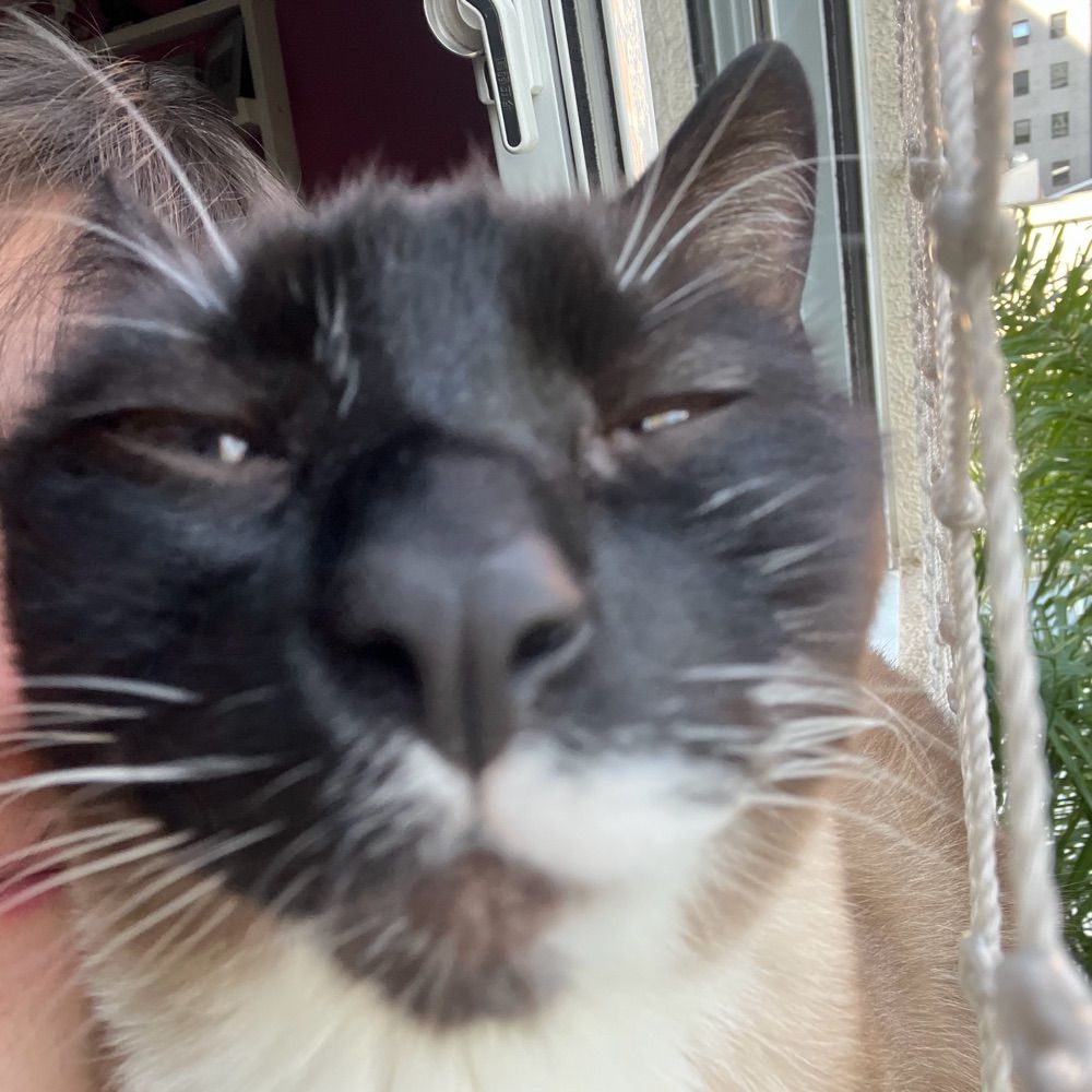Letty 🏳️‍⚧️💗🐈‍⬛