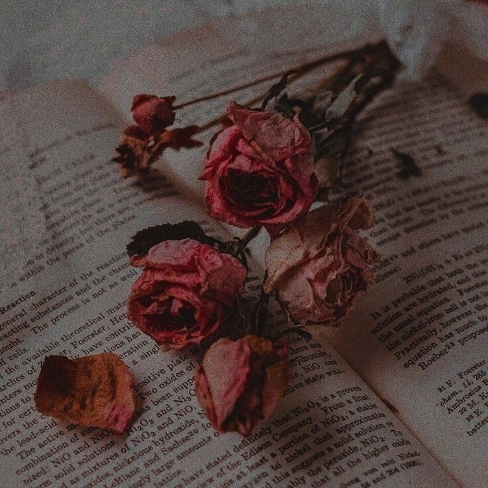 Novel lover