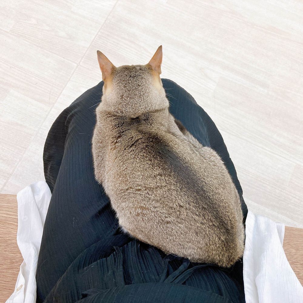 ぱゆ
