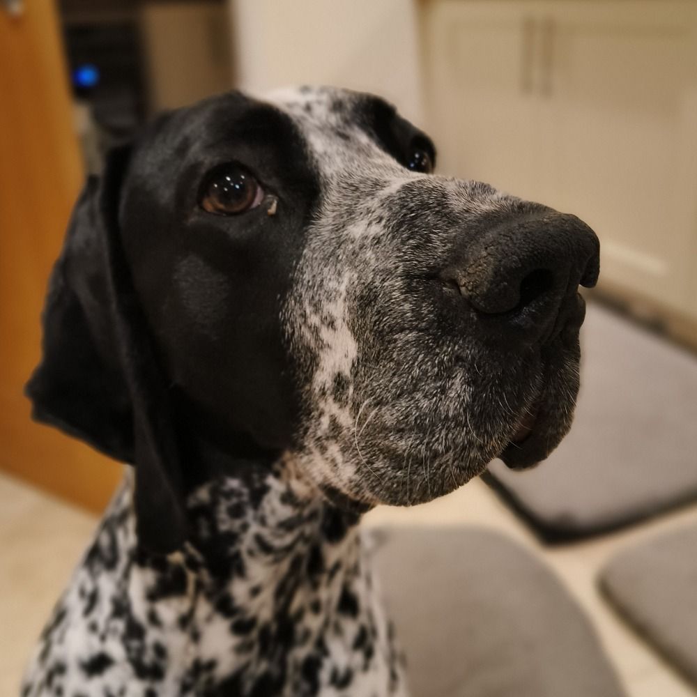 Dal