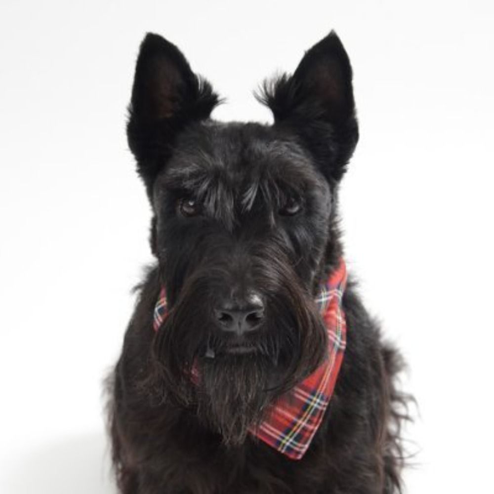 ScottieDog