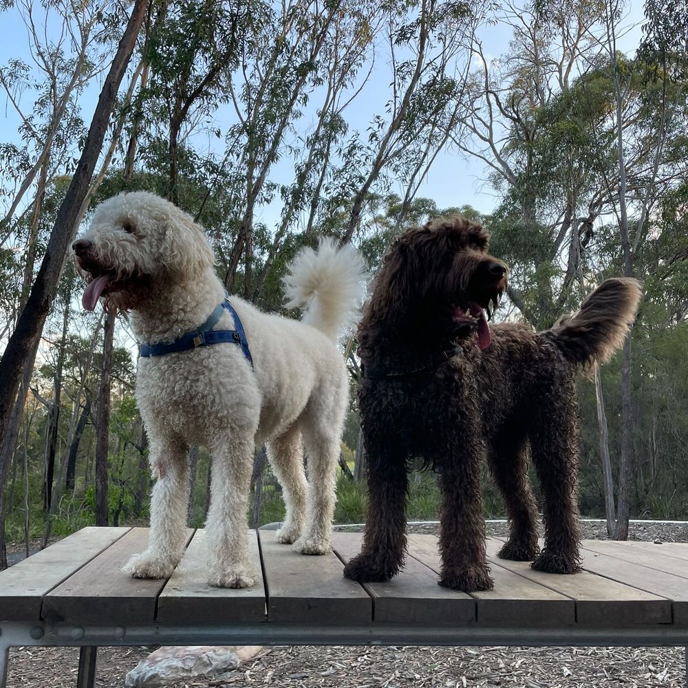Fungyna 💚🐕🐕