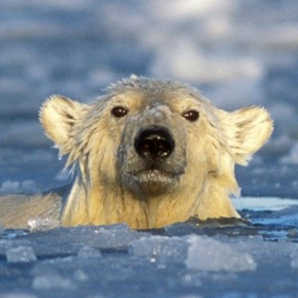 alasse
