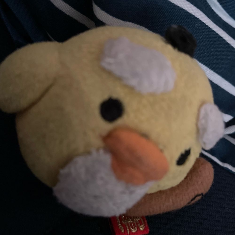 🐣🌻キイロイトキ🌻🐣