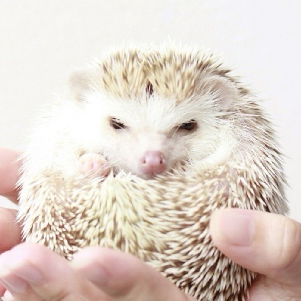 🦔hedgie
