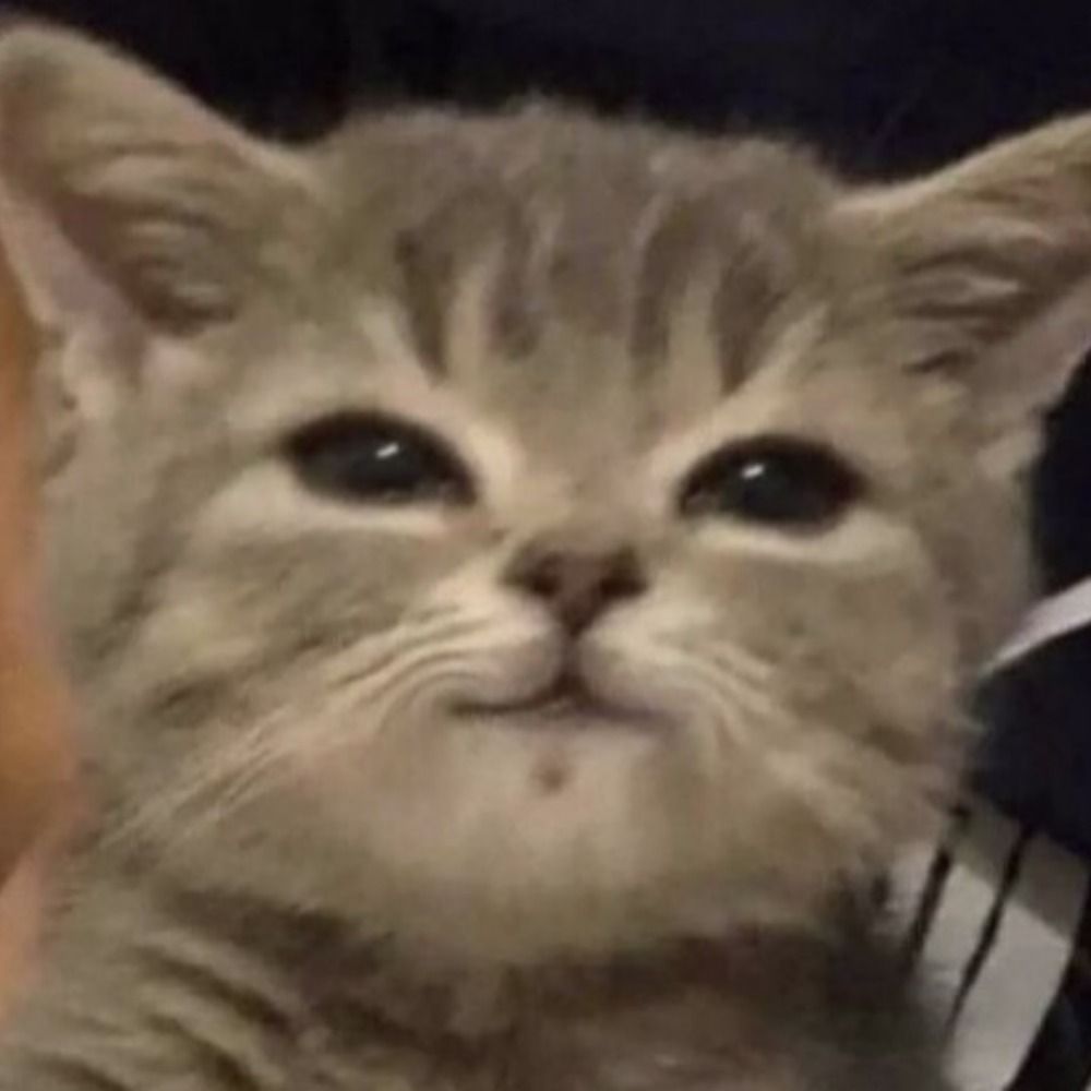 Crypto Gato